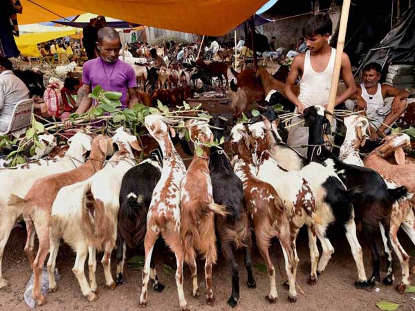 ಕುರಿಸಾಕಾಣೆಗೆ ಪ್ರೋತ್ಸಾಹ