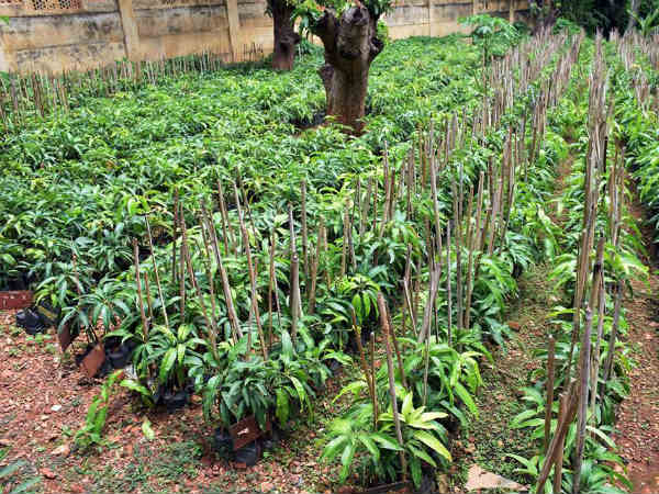 ತೋಟಗಾರಿಕೆಗೆ ಘೋಷಣೆಗಳು 
