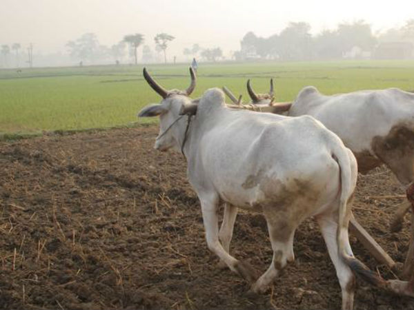 ಸಣ್ಣ ಹಿಡುವಳಿದಾರರು
