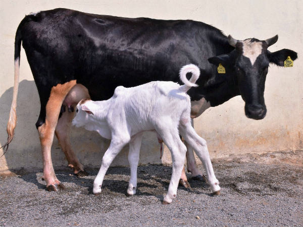 ಹಾಲುತ್ಪಾದಕರಿಗೆ ಪ್ರೋತ್ಸಾಹ ಧನ