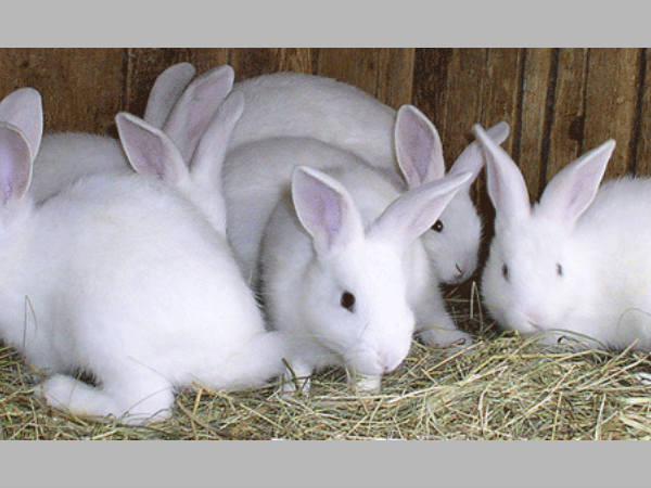 4 ಲಕ್ಷ ಬಂಡವಾಳ