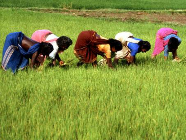 ಶೂನ್ಯ ಬಜೆಟ್ ಕೃಷಿ ತಂತ್ರ