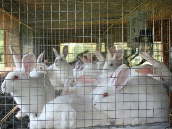 ಸಂತಾನೋತ್ಪತ್ತಿ