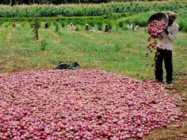 ಈರುಳ್ಳಿ ಉತ್ಪಾದನೆಯಲ್ಲಿ ಕರ್ನಾಟಕಕ್ಕೆ 2ನೇ ಸ್ಥಾನ