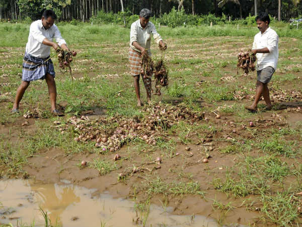 ಶೇ. 70ರಷ್ಟು ಕುಸಿತಗೊಂಡಿದ್ದ ಈರುಳ್ಳಿ ಉತ್ಪಾದನೆ 