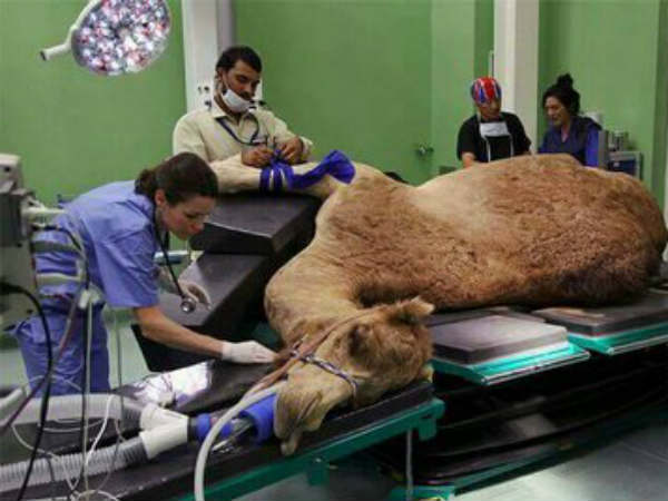 ದುಬೈನಲ್ಲಿ ಒಂಟೆಗಳಿಗೆ ಐಷಾರಾಮಿ ಆಸ್ಪತ್ರೆ: ಜಗತ್ತಿನ ಏಕೈಕ ಆಸ್ಪತ್ರೆ