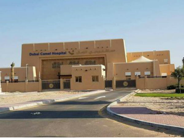 ದುಬೈನಲ್ಲಿ ಒಂಟೆಗಳಿಗೆ ಐಷಾರಾಮಿ ಆಸ್ಪತ್ರೆ: ಜಗತ್ತಿನ ಏಕೈಕ ಆಸ್ಪತ್ರೆ