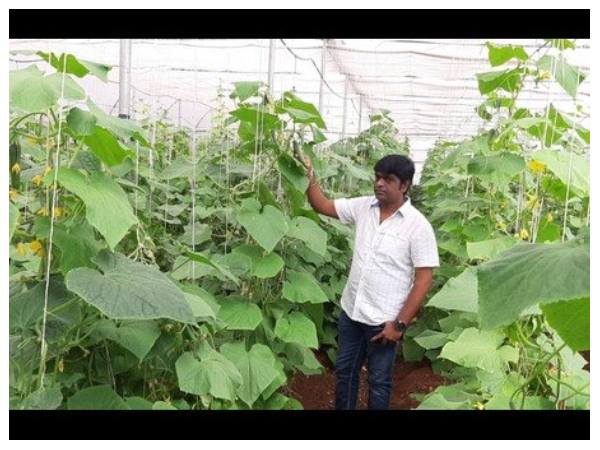 ಹೊಳೆಯಿತು ಮಿಡಿ ಸೌತೆ ಬೆಳೆಯುವ ಆಲೋಚನೆ 