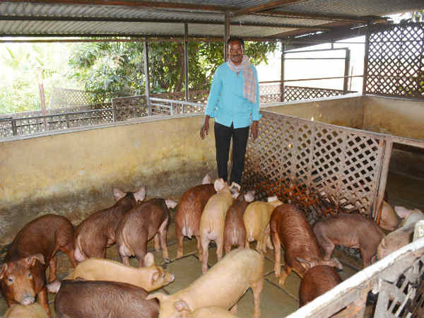 ಹಂದಿ ಸಾಕಣೆಗೆ ಬೇಕಾದ ಮೂಲಸೌಕರ್ಯ