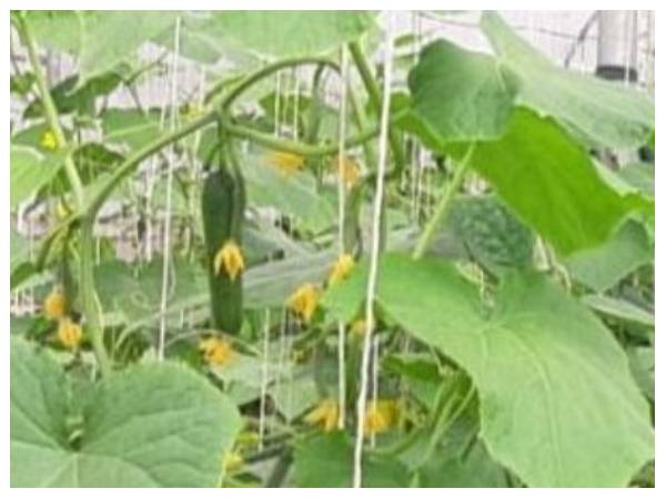 ಮಿಡಿಸೌತೆ ಜೊತೆ ತೇಗ, ತೆಂಗು