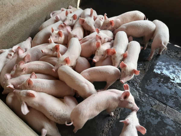 ಮರಿ ಬೆಳೆಯಲು ಎಷ್ಟು ಸಮಯ? ಎಷ್ಟು ತೂಕ ಇರುತ್ತವೆ? ಕೇಜಿಗೆ ಎಷ್ಟು?