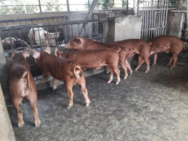 ಏನು ಕೃಷಿ ಮಾಡುತ್ತಿದ್ದಾರೆ, ಎಷ್ಟು ಭೂಮಿ?