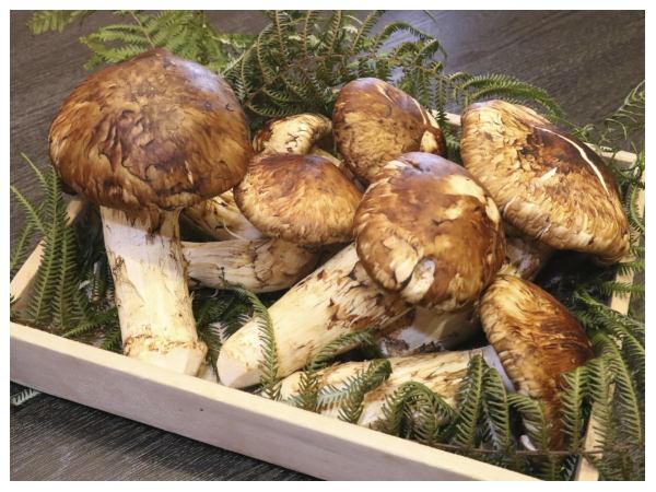 ಮಾಟ್ಸುಟೇಕ್ ಅಣಬೆಗಳು