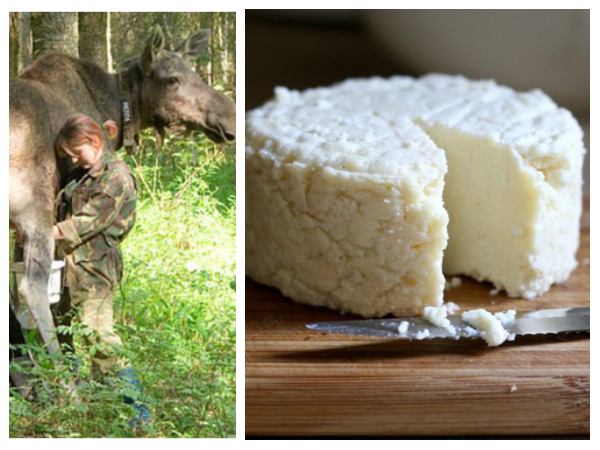 ಮೂಸ್ ಚೀಸ್