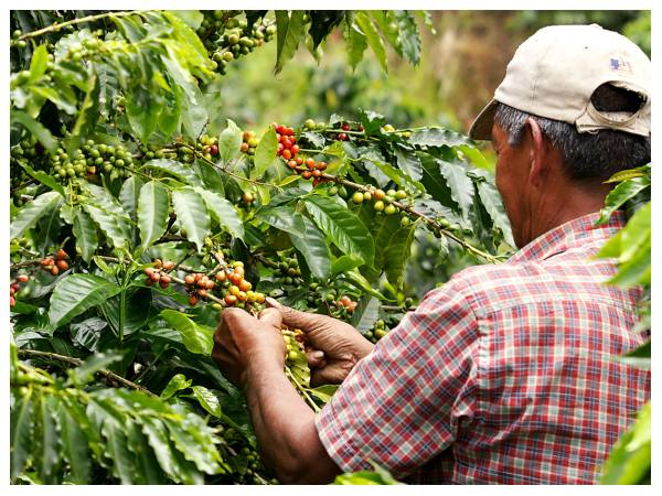 ಬೆಲೆ ಹೆಚ್ಚಾಗಲು ಕಾರಣ ಏನು?