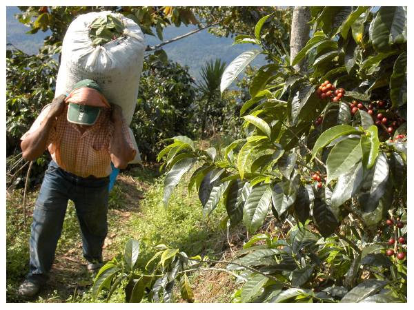 ಈಗಾಗಲೇ ಬಹುತೇಕ ಕಾಫಿ ಮಾರಾಟ, ದಾಸ್ತಾನು ಮಾಡಿದವರಿಗೆ ಲಾಭ