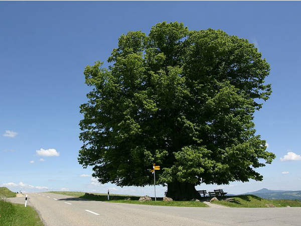 ಮಹಾನ್ ವ್ಯಕ್ತಿ ಯಾರು?