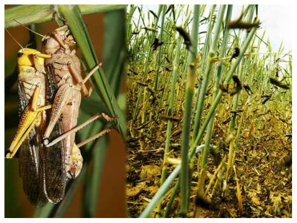 ಹಣ್ಣು, ತರಕಾರಿಗಳ ಮೇಲೆ ದಾಳಿ ಆಗಿದೆ