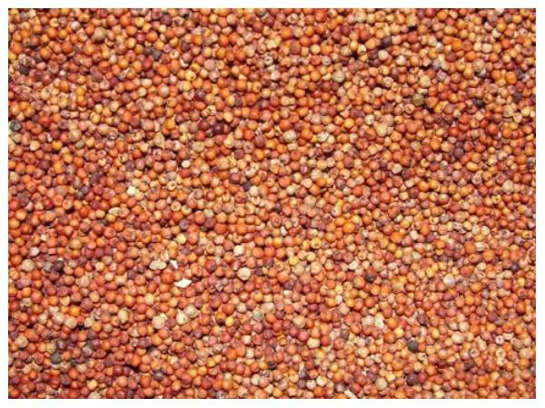 ಕರ್ನಾಟಕದ ರಾಗಿ ಗ್ಲೋಬಲ್ ಬ್ರ್ಯಾಂಡಿಂಗ್