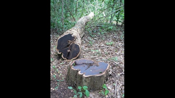 ವಿಶ್ವದ 26 ದೇಶಗಳಲ್ಲಿ ಬೆಳೆಯುತ್ತದೆ 