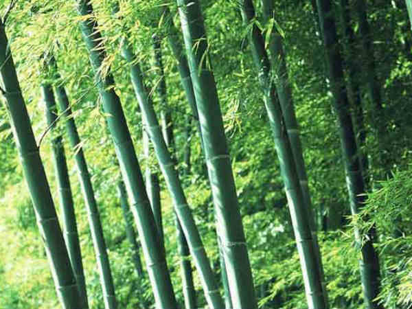 ಎರಡು ತಿಂಗಳ ಆದಾಯ ಮೊಟಕುಗೊಂಡಿದೆ