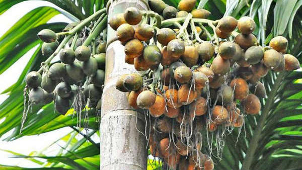 ಅಡಕೆ (ಕ್ವಿಂಟಾಲ್- ರುಪಾಯಿಗಳಲ್ಲಿ)