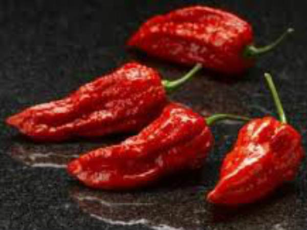 ಭೂತ್ ಜೊಲೊಕಿಯಾ