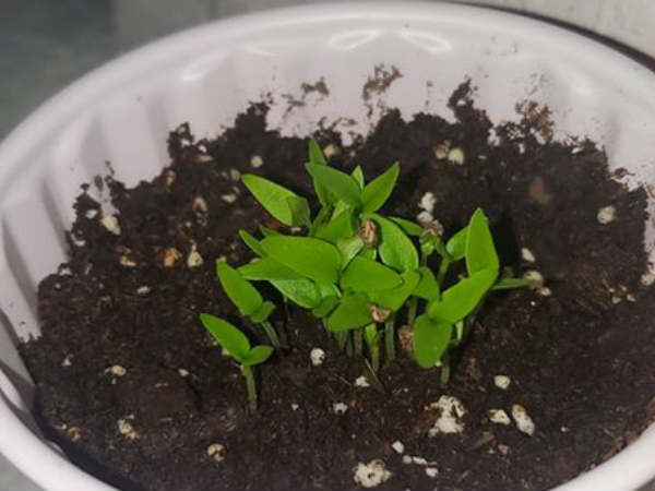 ಹಾಟೆಸ್ಟ್ ಮೆಣಸು 2.2 ಮಿಲಿಯನ್ SHU