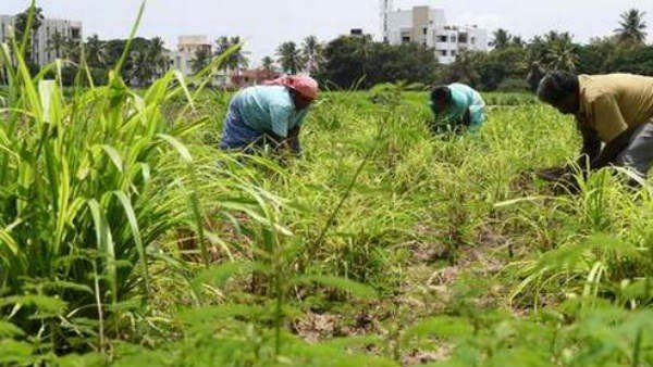 ಎಣ್ಣೆಕಾಳುಗಳ ಬಿತ್ತನೆ 15.5 ದಶಲಕ್ಷ ಹೆಕ್ಟೇರ್