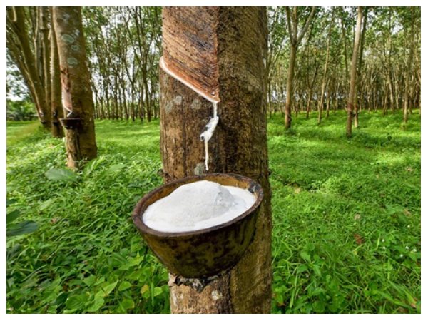 ರಬ್ಬರ್ (ಕೆಜಿಗೆ)