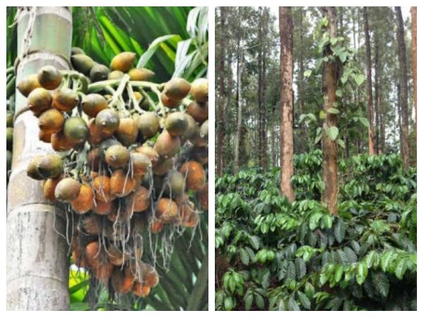 ಅಡಿಕೆ, ಕಾಫೀ ಹಾಗೂ ಮೆಣಸು ಸೆಪ್ಟೆಂಬರ್ 13ರ ದರ ಅಡಿಕೆ, ಕಾಫೀ ಹಾಗೂ ಮೆಣಸು ಸೆಪ್ಟೆಂಬರ್ 13ರ ದರ