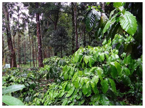 ಕಾಫಿ (50 ಕೆಜಿ ಚೀಲಕ್ಕೆ)
