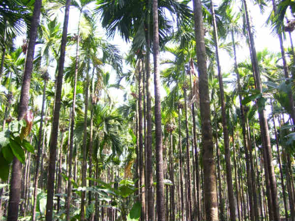 ಕಾಫಿ, ಅಡಿಕೆ ಹಾಗೂ ಮೆಣಸು ನ. 08ರ ಮಾರುಕಟ್ಟೆ ಬೆಲೆ ಕಾಫಿ, ಅಡಿಕೆ ಹಾಗೂ ಮೆಣಸು ನ. 08ರ ಮಾರುಕಟ್ಟೆ ಬೆಲೆ