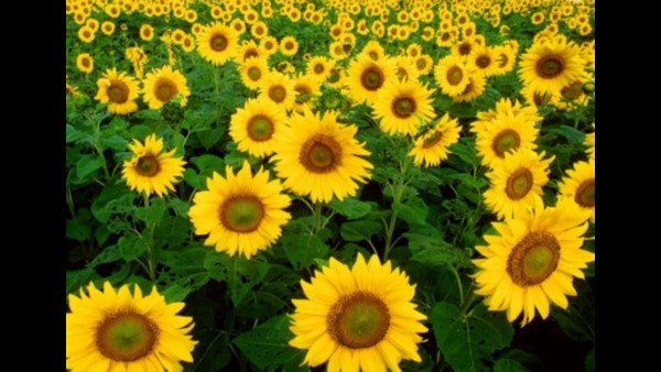 ಏಕದಳ ಧಾನ್ಯಗಳು