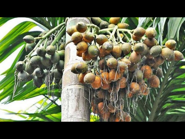 ಜನವರಿ 19ರ ಕಾಫಿ, ಅಡಿಕೆ, ಮೆಣಸು ಹಾಗೂ ಏಲಕ್ಕಿ ಪೇಟೆ ಧಾರಣೆ