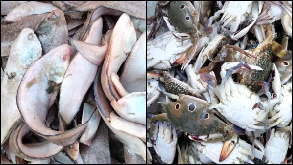 ಜನವರಿ 24 ರ ಮೀನು, ತರಕಾರಿ, ರಬ್ಬರ್  ಹಾಗೂ ರಸಗೊಬ್ಬರ ಪೇಟೆ ಧಾರಣೆ