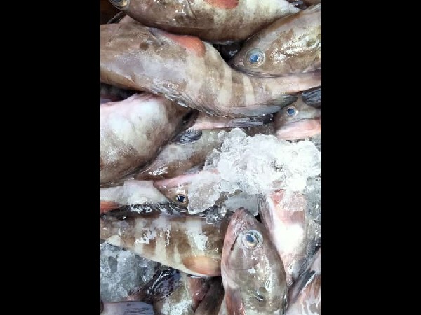 ಫೆ.18ರ ಮೀನು, ತರಕಾರಿ, ರಬ್ಬರ್  ಹಾಗೂ ರಸಗೊಬ್ಬರ ಪೇಟೆ ಧಾರಣೆ 