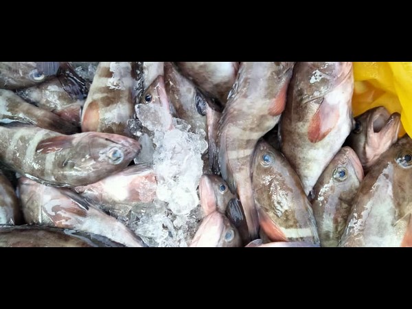 ಮಾರ್ಚ್ 18ರ ಮೀನು, ತರಕಾರಿ, ರಬ್ಬರ್  ಹಾಗೂ ರಸಗೊಬ್ಬರ ಪೇಟೆ ಧಾರಣೆ 