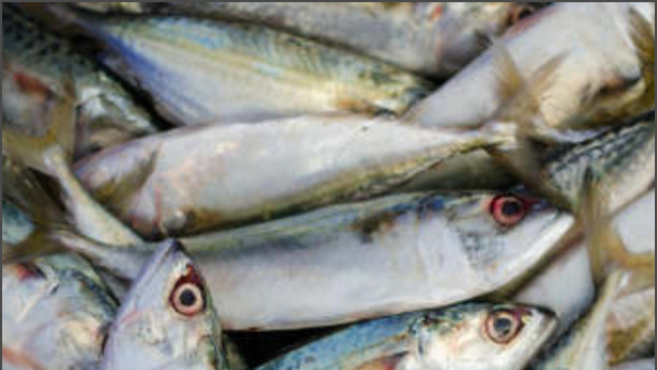 ಮೇ 29ರ ಮೀನು, ತರಕಾರಿ, ರಬ್ಬರ್  ಹಾಗೂ ರಸಗೊಬ್ಬರ ಪೇಟೆ ದರ