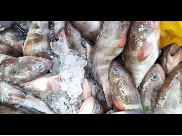 ಮಂಗಳೂರು ಬಂದರಿನಲ್ಲಿ ಮೀನುಗಳ ದರ: ಆಗಸ್ಟ್ 21 (ಕೆಜಿ)