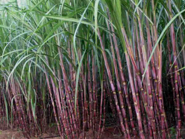  ವಿಶ್ವದಲ್ಲೇ ಅತಿ ಹೆಚ್ಚು ಉತ್ಪಾದನೆ, ರಫ್ತು