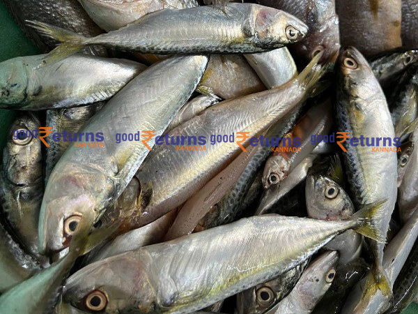  ಮಂಗಳೂರು ಬಂದರಿನಲ್ಲಿ ಮೀನುಗಳ ದರ: ಜೂನ್ 23 (ಕೆಜಿ)