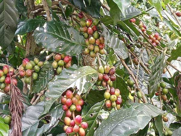 ಮಲೆನಾಡು ಕಾಫಿ