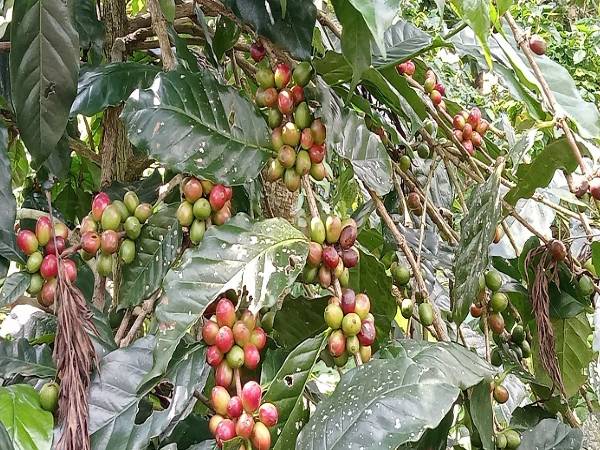  ಮಡಿಕೇರಿ, ಚಿಕ್ಕಮಗಳೂರು