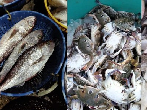  ಇತರೆ ಮೀನುಗಳ ದರ