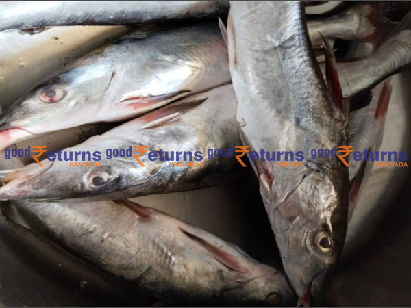  ಇತರೆ ಮೀನುಗಳ ದರ