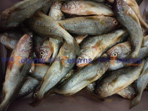  ಮಂಗಳೂರು ಬಂದರಿನಲ್ಲಿ ಮೀನುಗಳ ದರ: ಆಗಸ್ಟ್ 24 (ಕೆಜಿ)