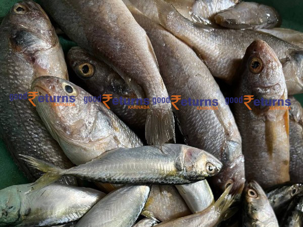  ಮಂಗಳೂರು ಬಂದರಿನಲ್ಲಿ ಮೀನುಗಳ ದರ: ಆಗಸ್ಟ್ 29 (ಕೆಜಿ)