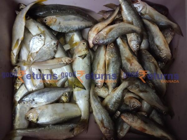 ಮಂಗಳೂರು ಬಂದರಿನಲ್ಲಿ ಮೀನುಗಳ ದರ: ಆಗಸ್ಟ್ 30 (ಕೆಜಿ)