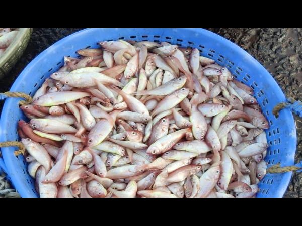  ಇತರೆ ಮೀನುಗಳ ದರ